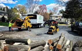 Best Tree and Shrub Care  in Shorewood, WI