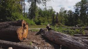Best Tree Disease Treatment  in Shorewood, WI