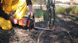 Best Pest Control for Lawns  in Shorewood, WI