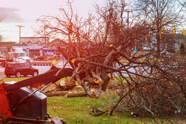 Best Tree Preservation Services  in Shorewood, WI