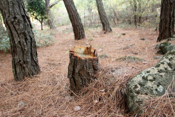 Best Emergency Tree Removal  in Shorewood, WI