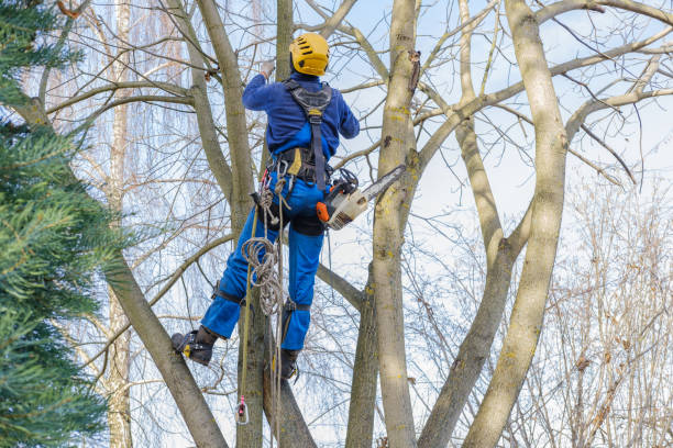 Best Fruit Tree Pruning  in Shorewood, WI