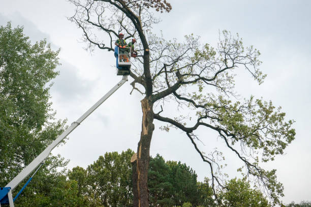 Best Stump Grinding and Removal  in Shorewood, WI