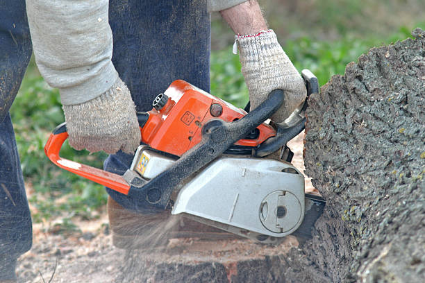 Best Tree Health Inspection  in Shorewood, WI