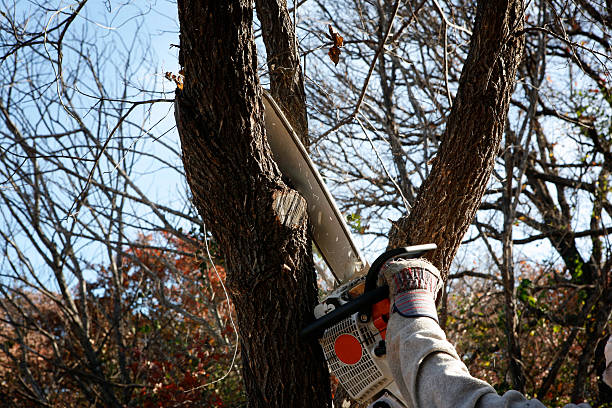Shorewood, WI Tree Care Company