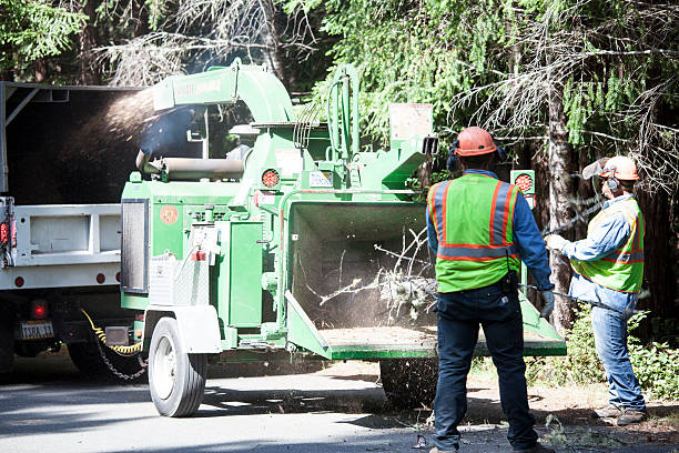Best Firewood Processing and Delivery  in Shorewood, WI