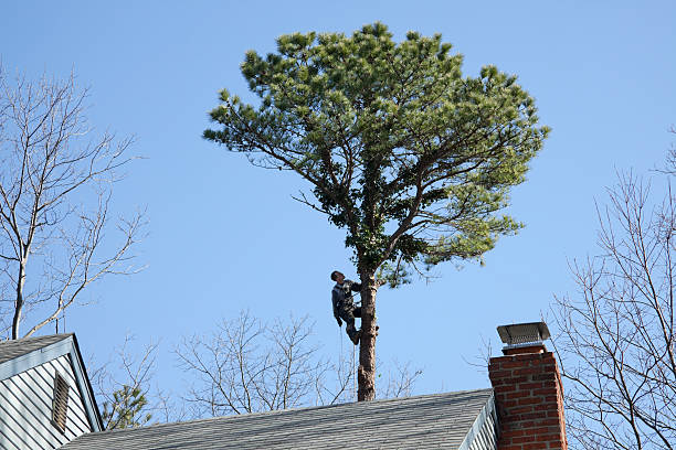 Best Palm Tree Trimming  in Shorewood, WI